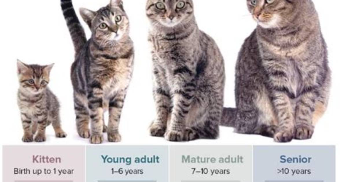 The Full Timeline of the 1 Cat 1 Blender Outrage from Viral Shock To