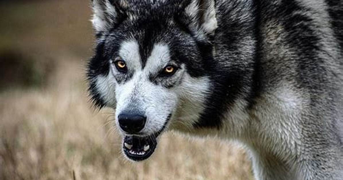 The Husky Wolf Mix Reality Debunking Hybrid Myths Temperament Fears And