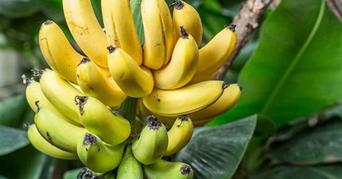 The Modern Banana Plant Craze How Tropical Foliage Took Over