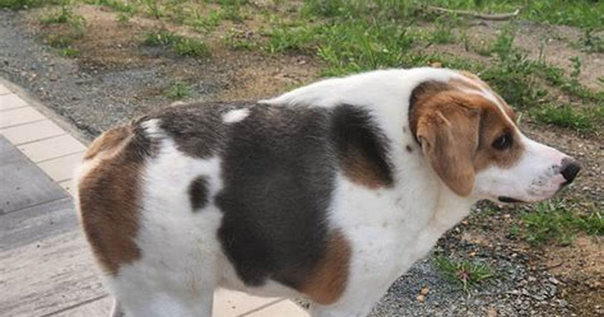 The Mystery of the No Neck Dog How a Rare Spinal Condition Stunned The