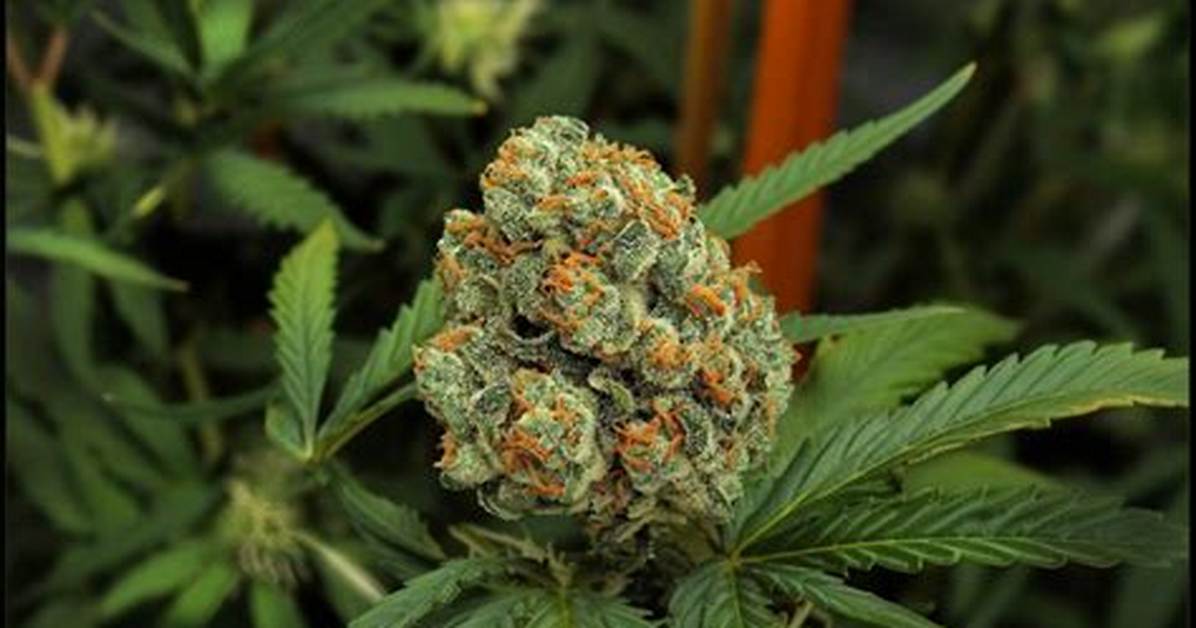 The Og Kush Renaissance How Rose Profiles Are Reshaping Top
