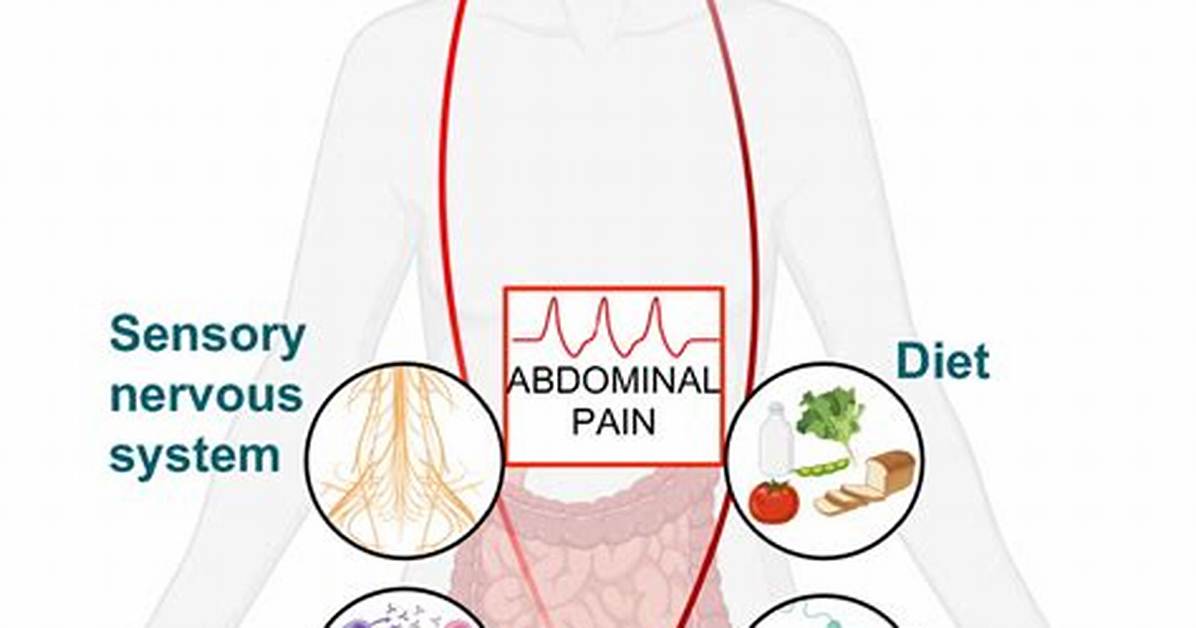The Physiology of Abdominal Sensitivity How