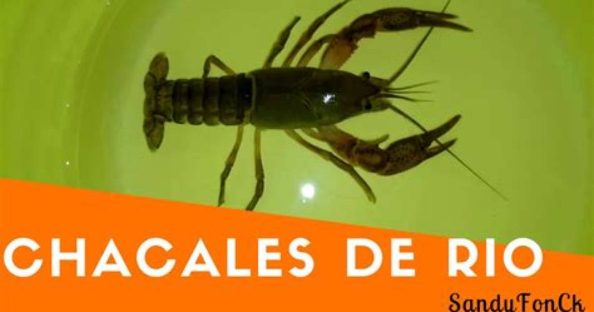 The Resurgence of Chacales De Rio a Timeline of Ancestral