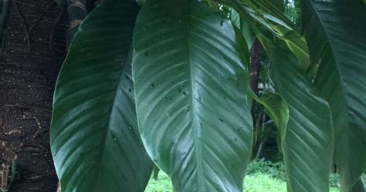 The Rise of Giant Aroids Epipremnum Giganteum Variegata