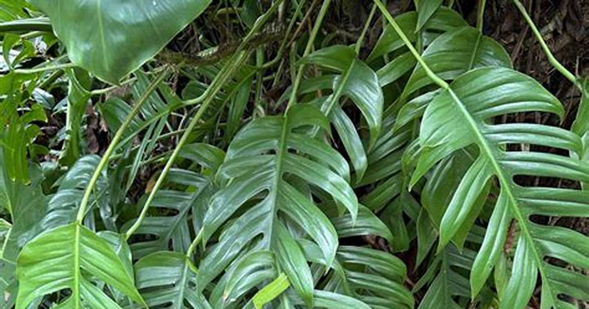 The Rise of Giant Aroids Epipremnum