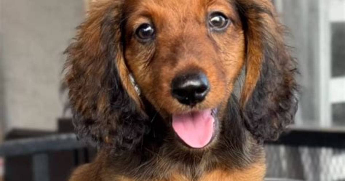 The Rise of the Longhaired Dachshund from Working Badger Dog to Premier National Show