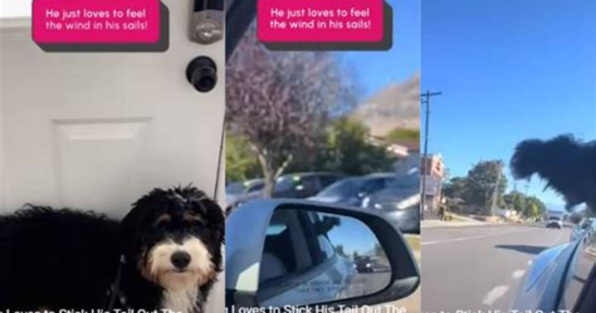 The Rise of Viral Dog Tail Car Wipers How a Quirky Accessory Beat Boring Rear