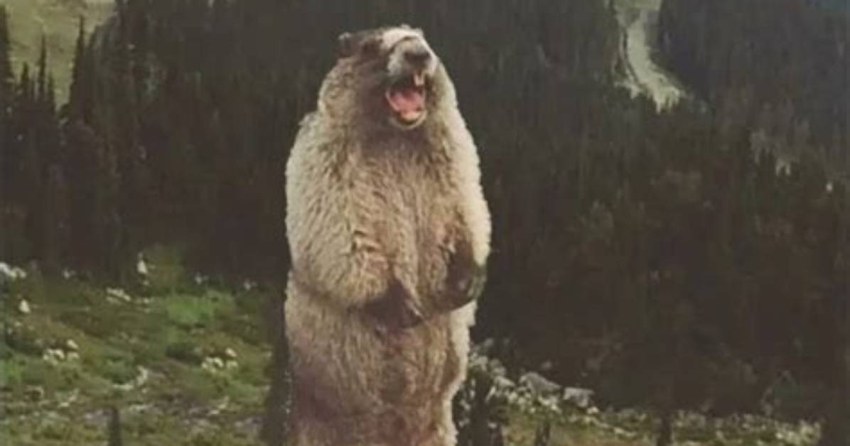 The Screaming Groundhog Meme Exposed the Human Voice Behind The