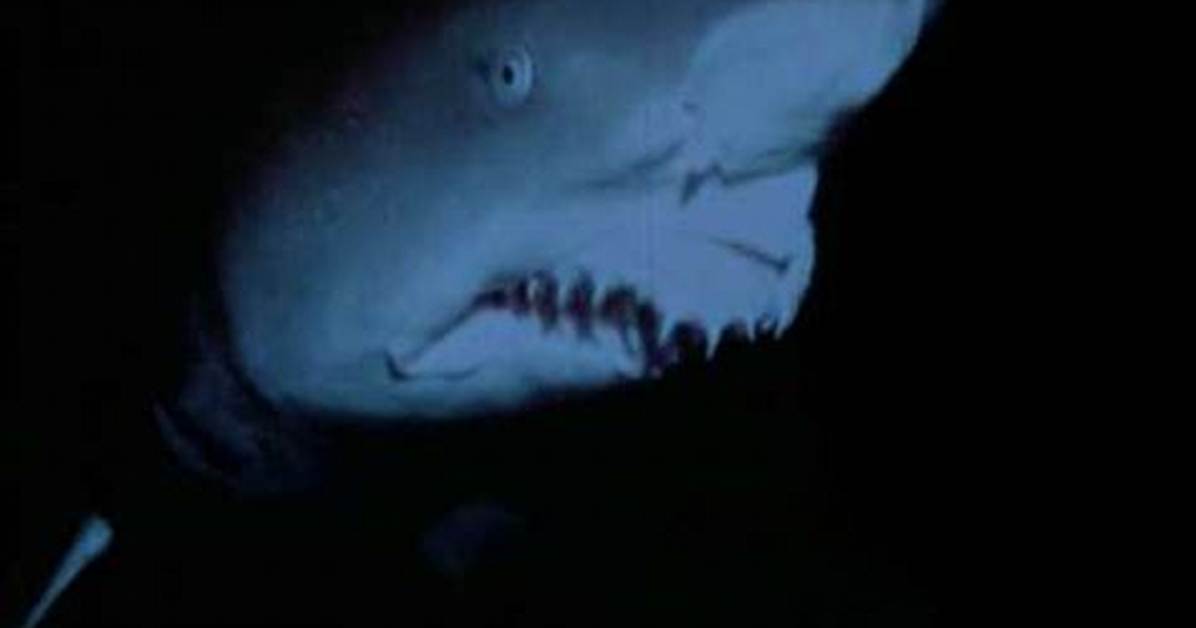 The Strange Wilderness Shark Scene a Timeline of an Accidental