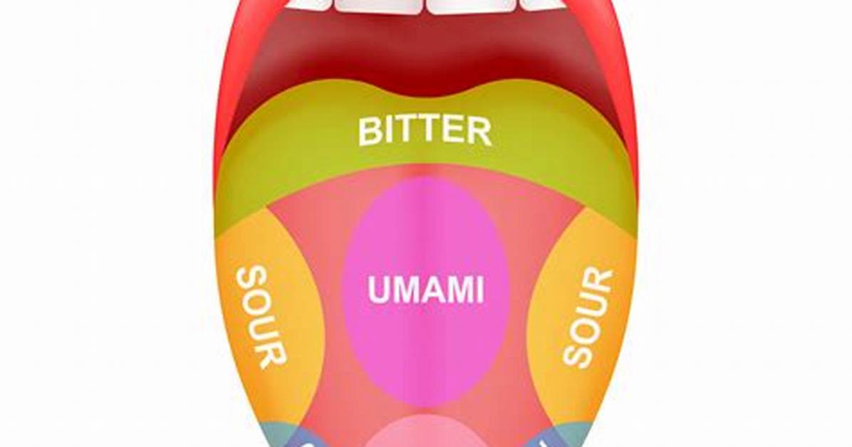 The Tongue Map Myth Debunked How Circumvallate Papillae Truly