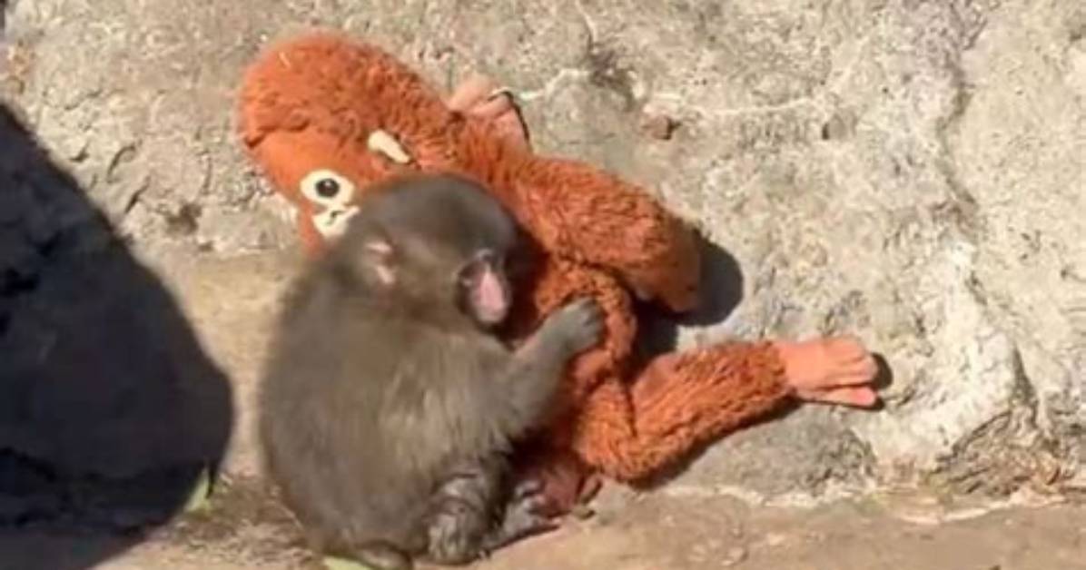 The True Story Behind the Viral Monkey Rage Baiting Lion