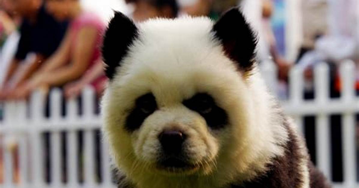The Truth Behind Panda Dogs the Grooming Industry Ethics And