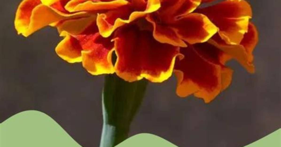 The Ultimate Beginner Guide to Diy Carnations Supplies Folding And
