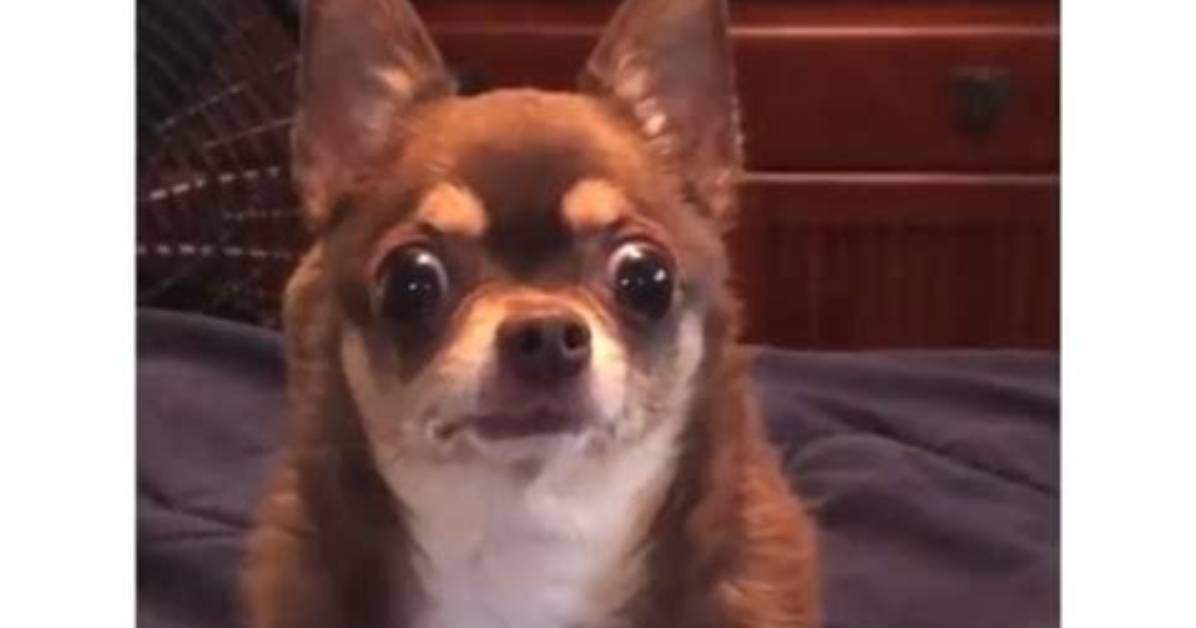The Ultimate Collection: 50+ Funniest Chihuahua Memes to Brighten Your Day