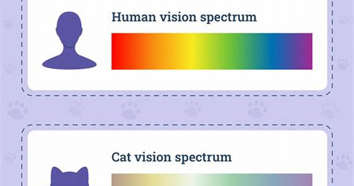 The Ultimate Feline Vision Guide Exactly What Colors Cats See and How It