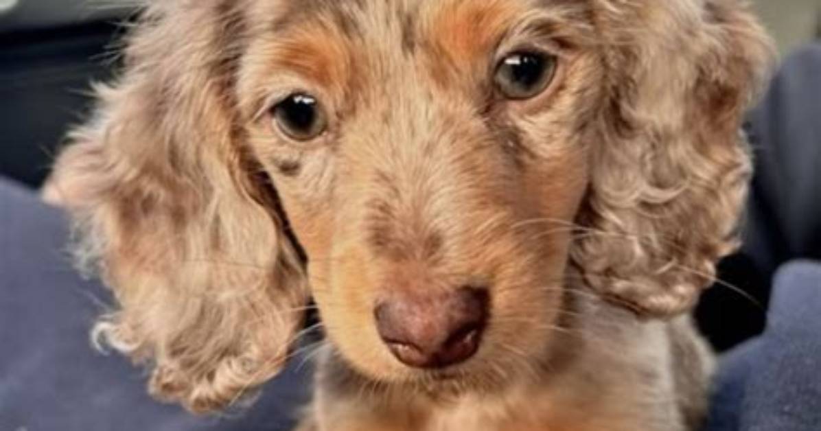 The Ultimate Long Haired Doxie Puppy Guide Grooming Bark Training And