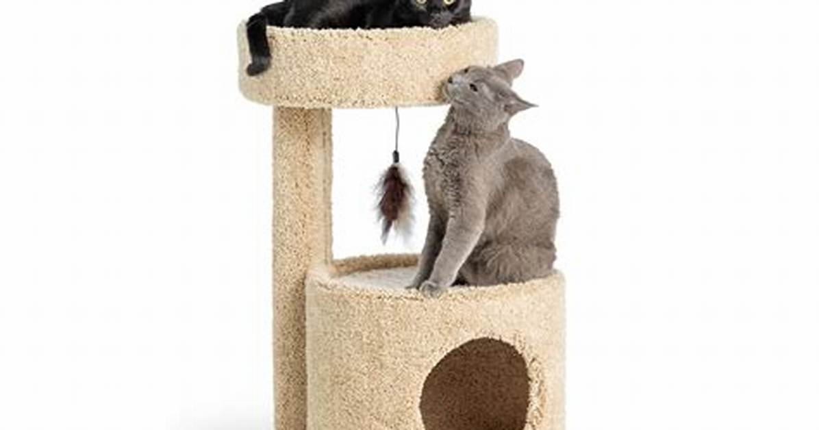 The Ultimate Petsmart Kitty Condo Buyer S Guide Size Style And
