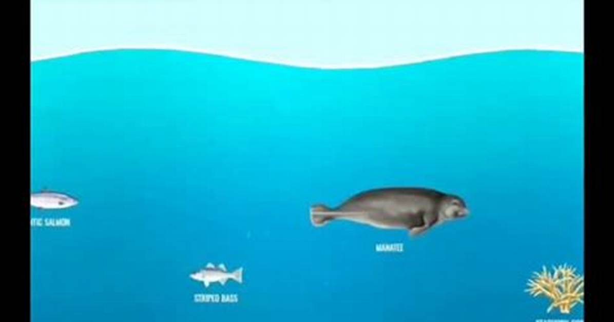 The Viral Ocean Line Exposed What Really Happens Where the Atlantic and Pacific
