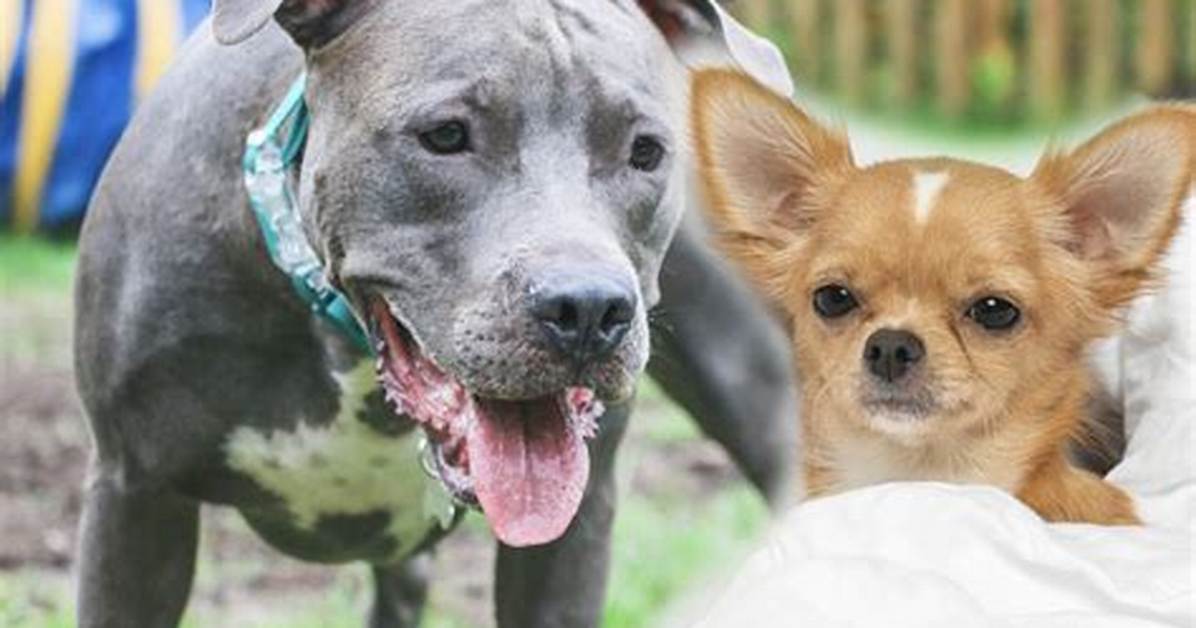The Viral Pit Chihuahua Mix How an Improbable Cross Captivated The