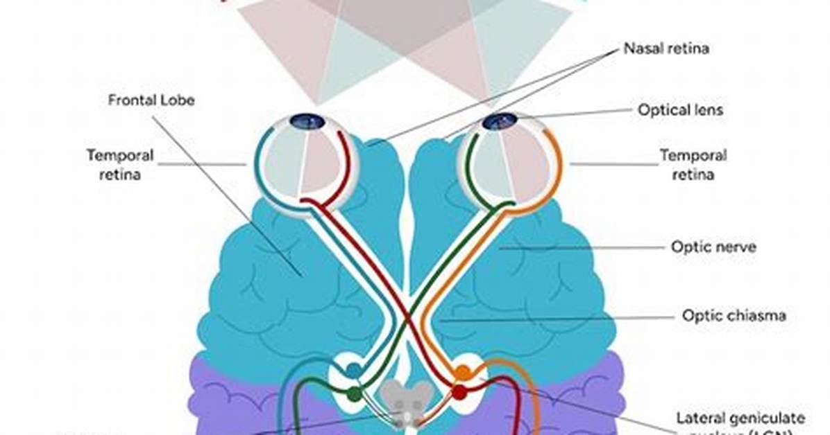The Visual Anatomy of An