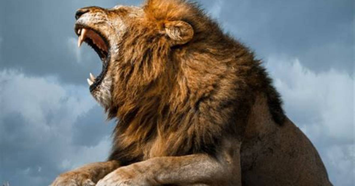The Wild Origin Behind the Lion Screaming at Monkey