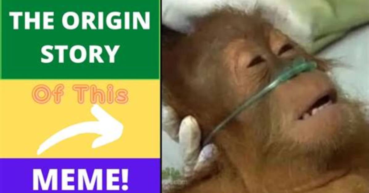 The Wild Origin of the Monkey Hospital Meme How Internet Chaos Took Over