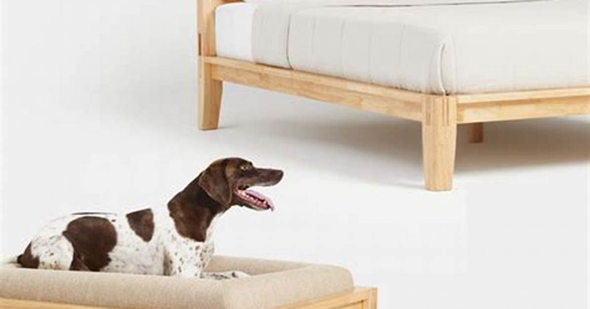 Thuma Classic Dog Bed Hands on Look Aesthetic Perfection Or