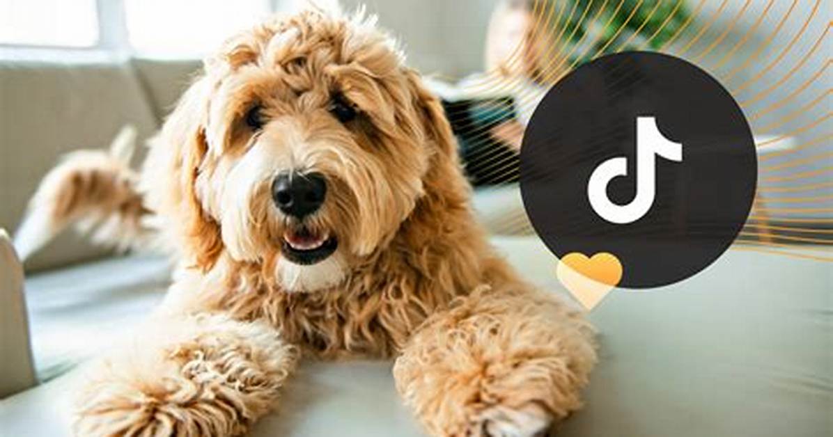 Tiktok Dog Sensations Explained Famous Canines Viral Rescues and Pet