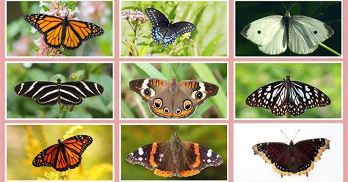 Timeline of a Timeless Motif How Butterflies Became Culture S Most Enduring