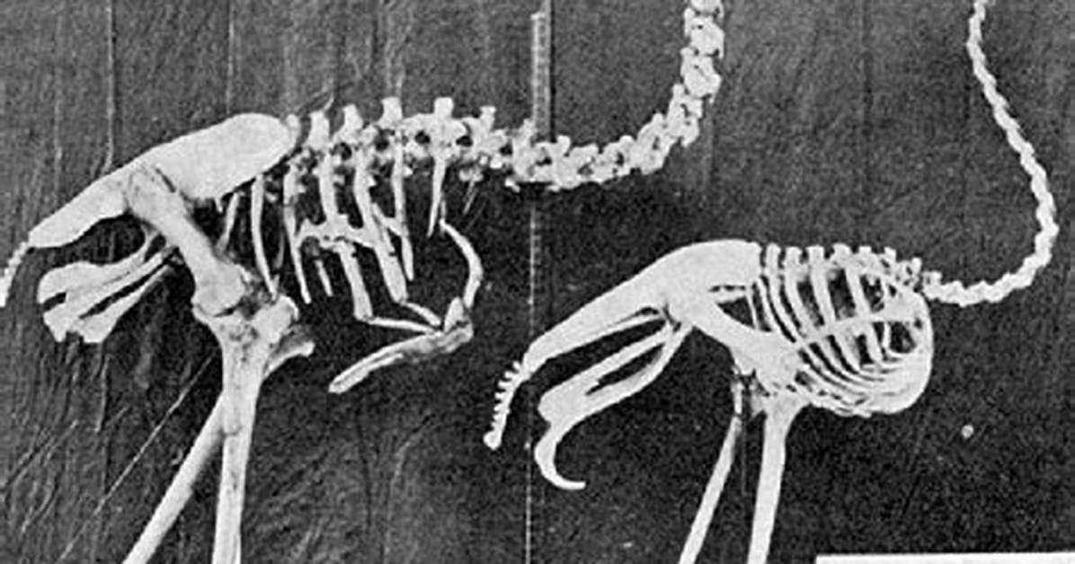 Tracing the Ostrich Skeleton Across 50 Million Year S from Ancient Wyoming To