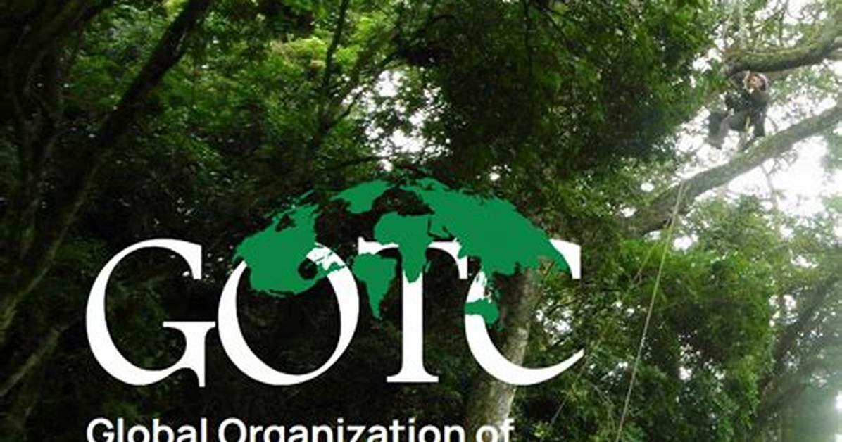 Tree Climbing in the News Global Timeline from Florida To