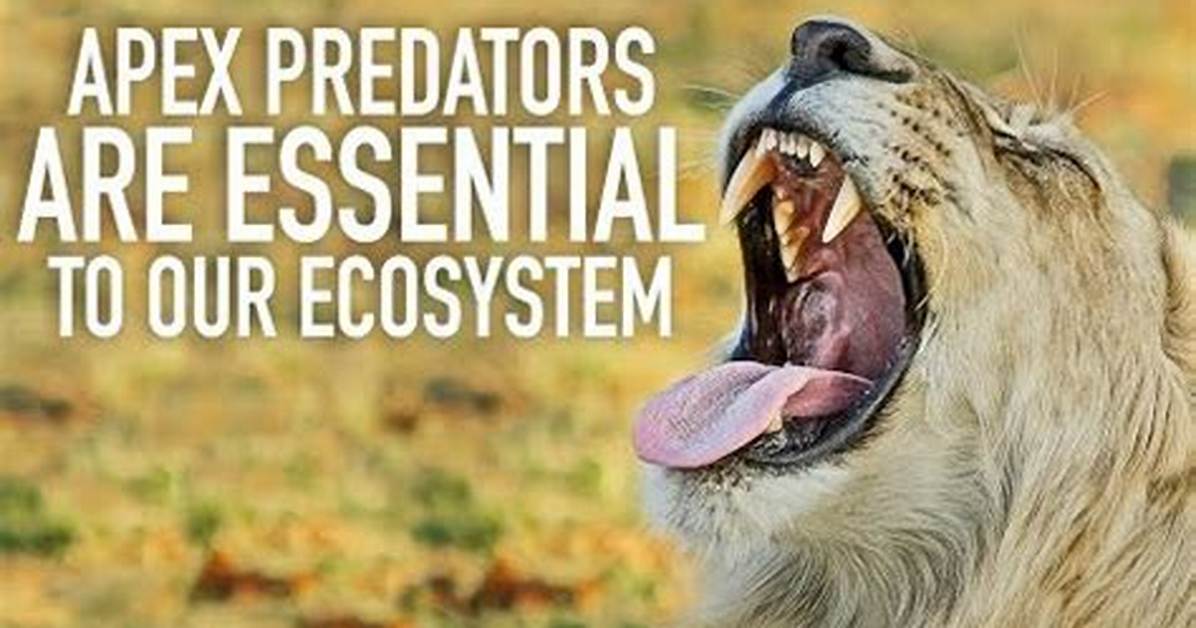 Unfiltered Apex Predators Incredible Visual Evidence of Nature S Rulers In
