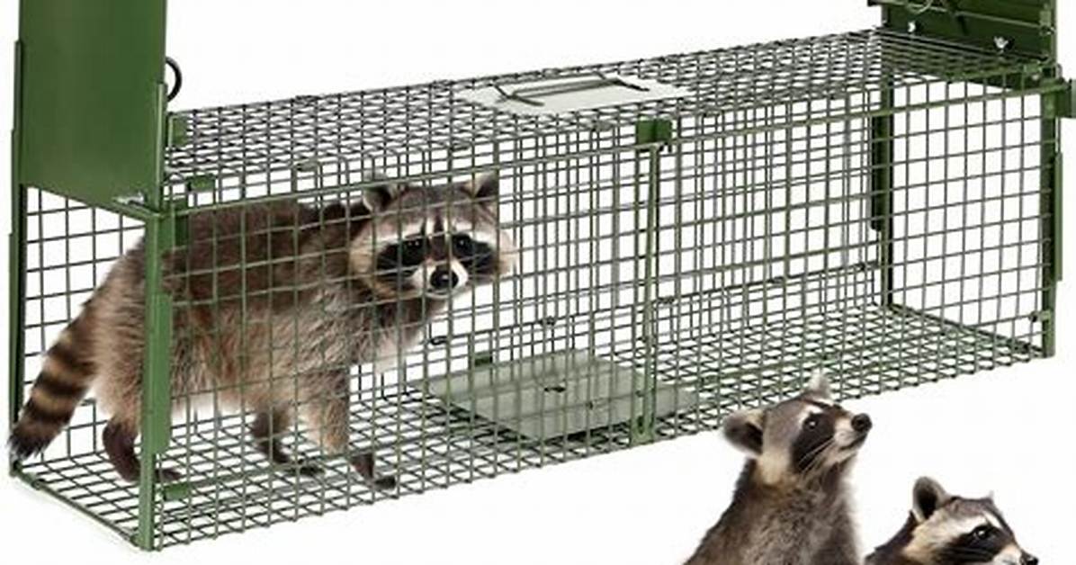 Urban Trap Scandals Spark Urgency Are Raccoons Rodents and Are
