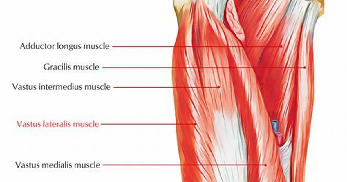 Vastus Lateralis Insertion and Anatomy the Complete Clinical And