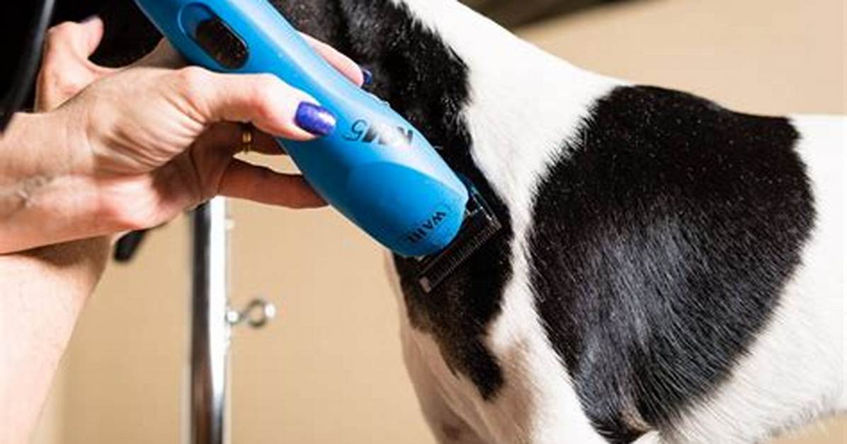 Vet Grooming Breakthroughs How Modern Clippers Make Dark
