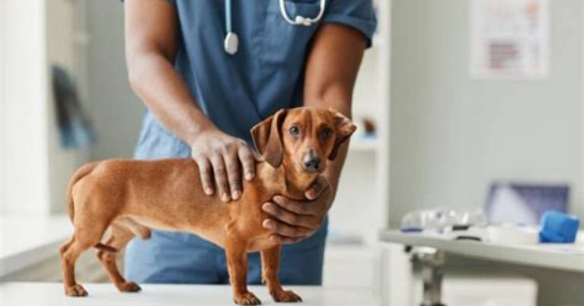 Veterinarian Fact Check Are Dachshunds Low