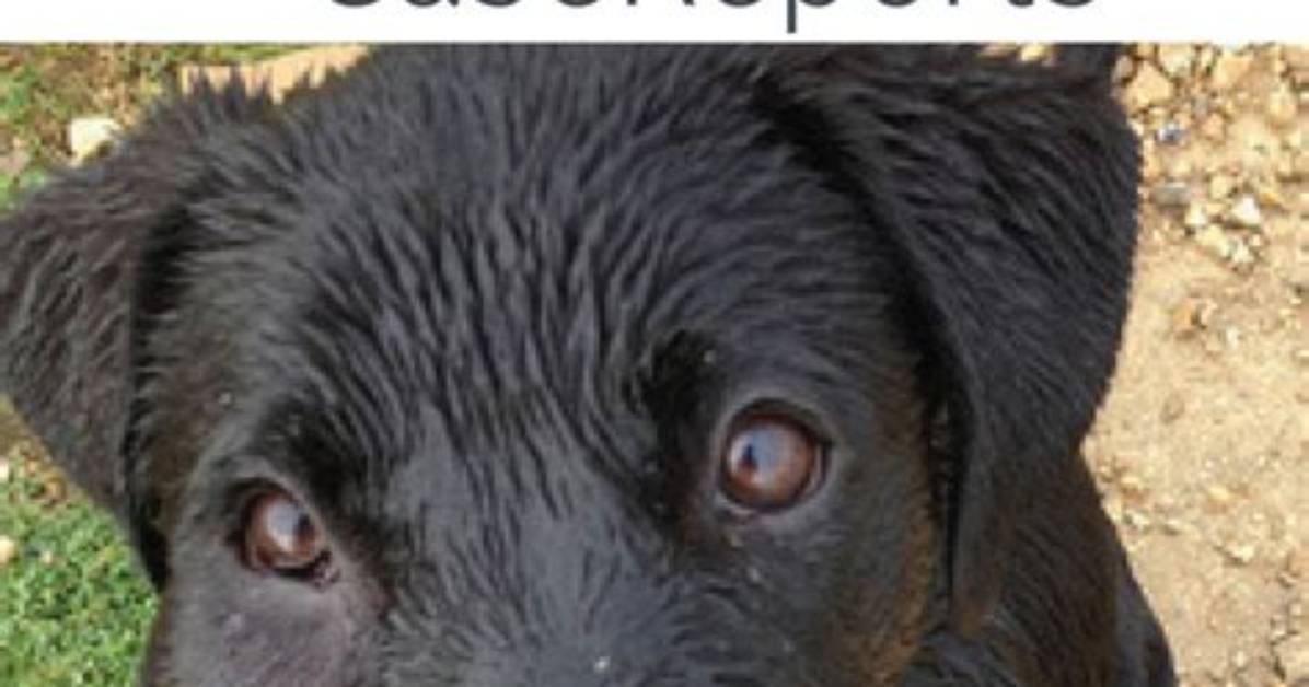 Veterinary Reports and Memorials Reveal Reality Behind Recent Red