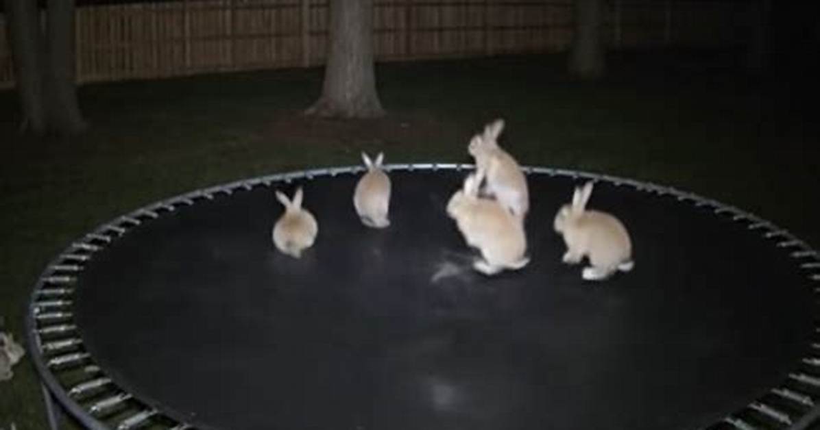 Viral Bunny on Trampoline Video Debunked Timeline of the Internet S Latest Ai
