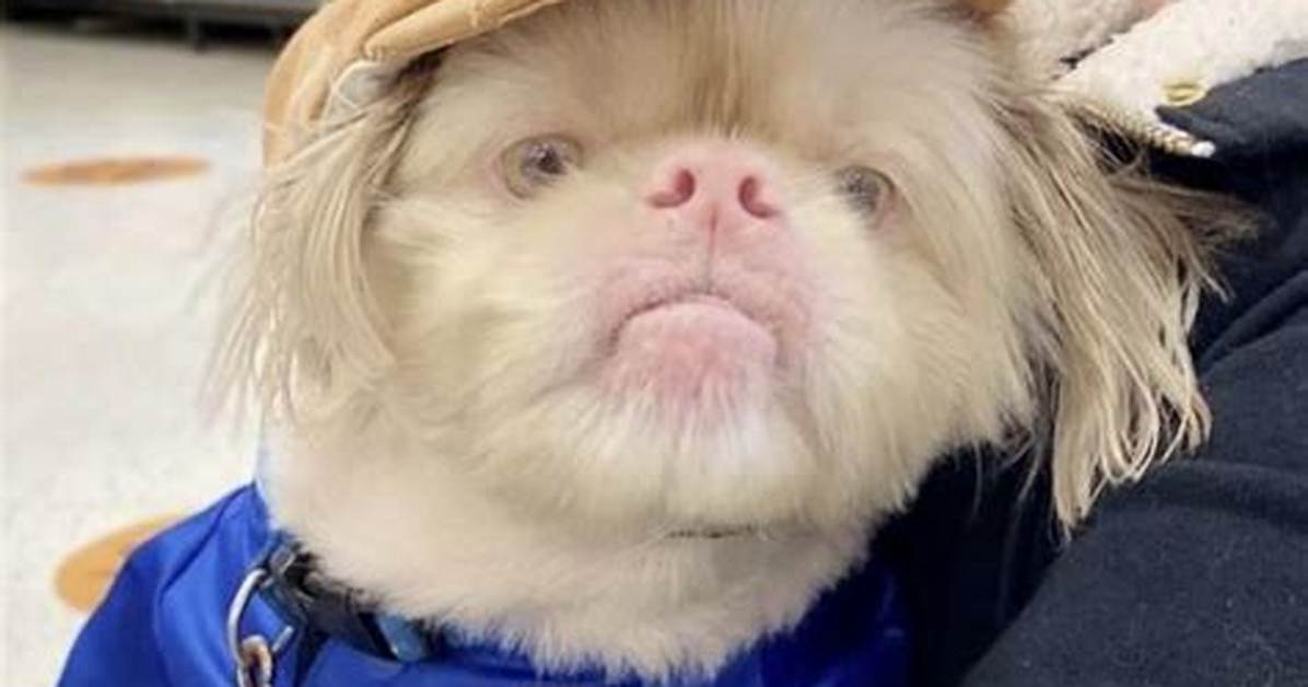 Viral Dog Whose Shadow Looks Exactly Like Scooby Doo Sends Internet into Ruh Roh