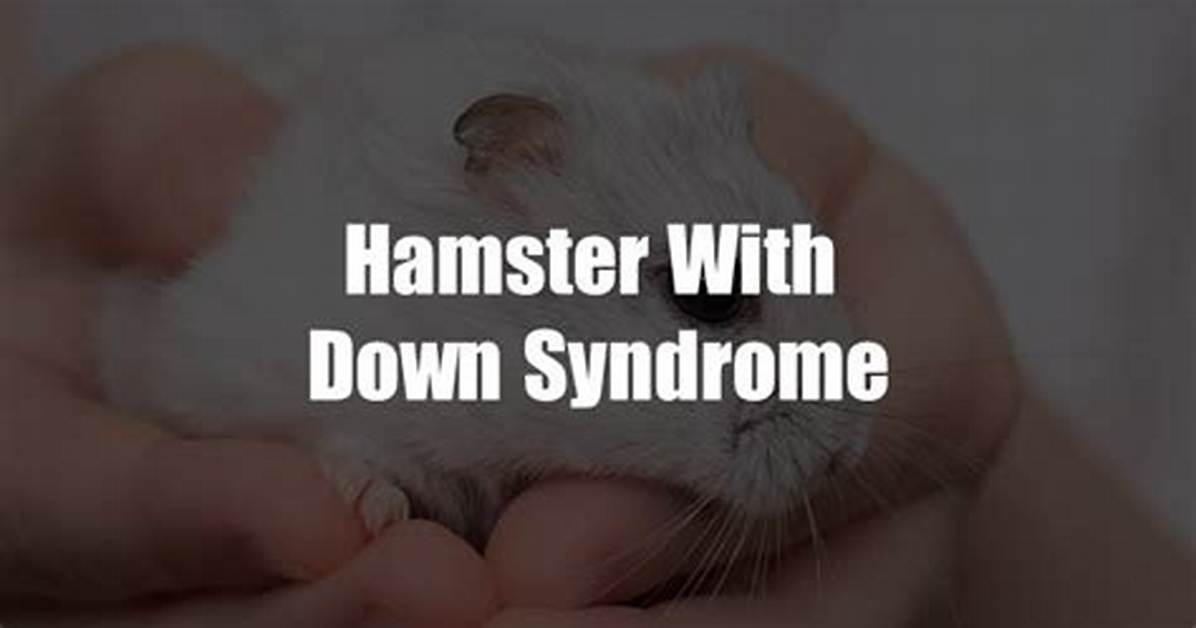 Viral Down Syndrome Hamster Videos Examined What the Visual Evidence