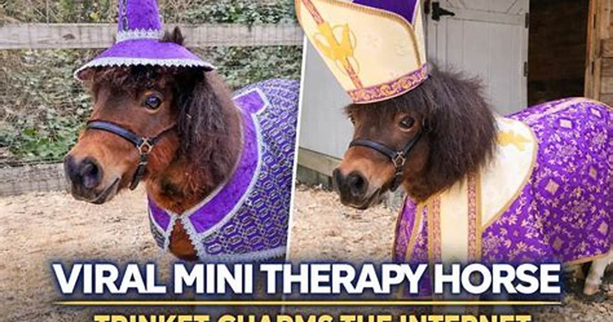 Viral Horse and Miniature Donkey Videos Exposed Real Breeding Or