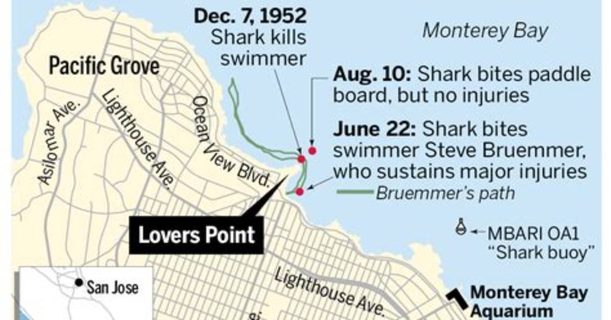 Visiting Lovers Point Beach Current Closures Shark Alerts And