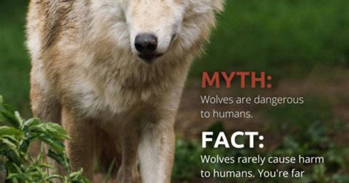 Visual Analysis of Wolves Are Dangerous Art Style Evolution And