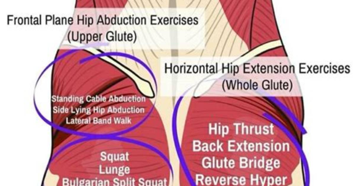 Visual Breakdown How Glute Muscle Recruitment Transforms