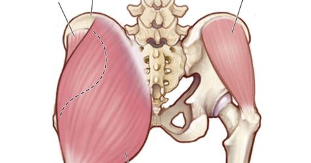 Visual Breakdown How Glute Muscle