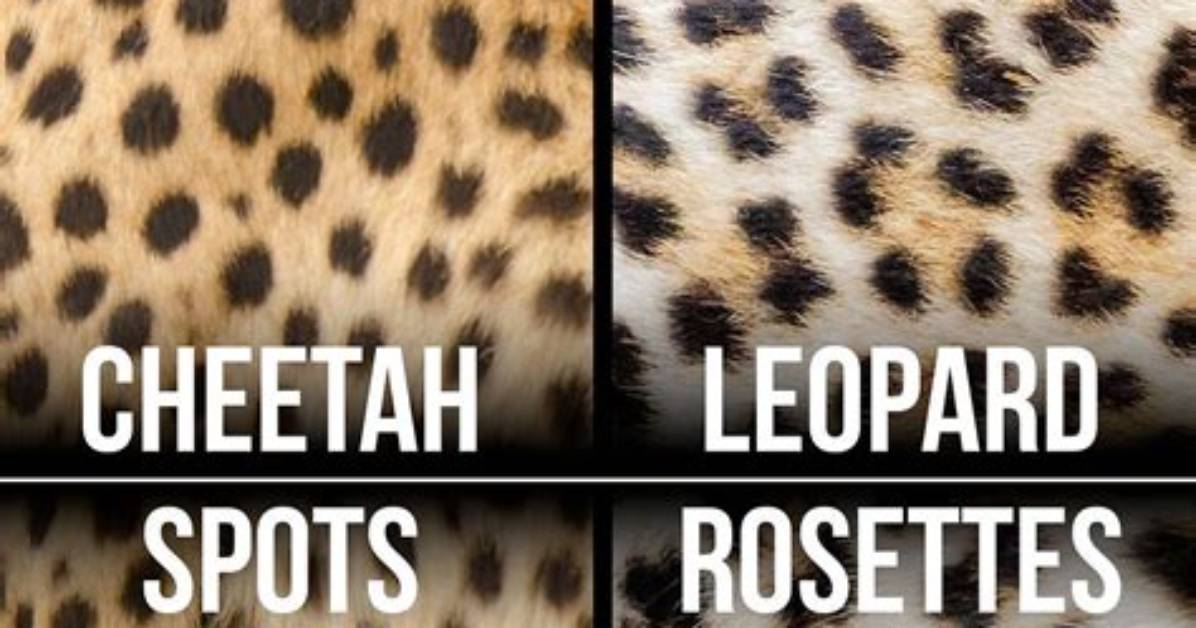 Visual Breakdown Real Spots vs Rosettes in Modern Animal
