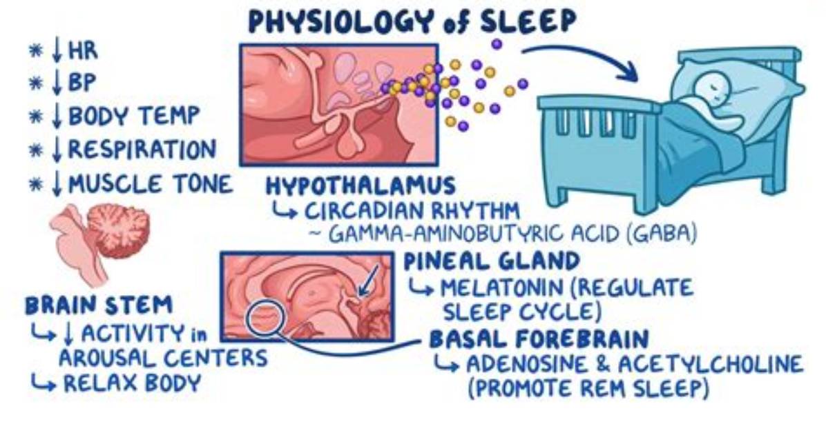 Visualizing Sleep Biology How