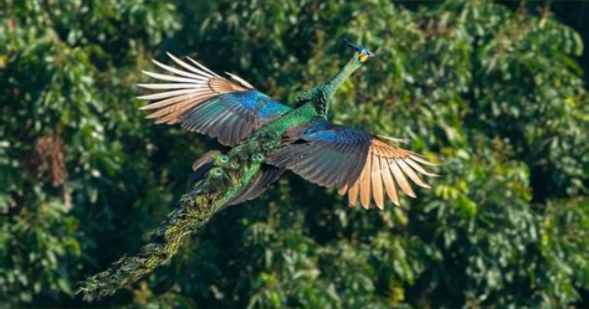 Watch Peacocks in Flight Verified Evidence Roosting Habits and Real Life