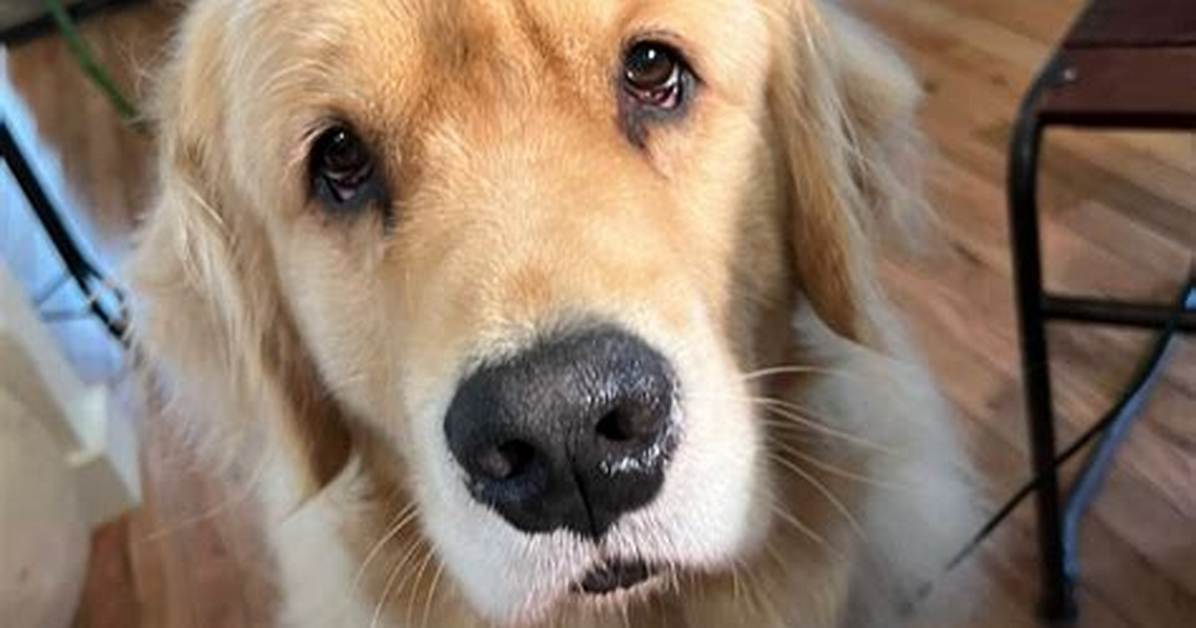 Watch the Viral Golden Retriever Puppy Breakfast Dance Melting