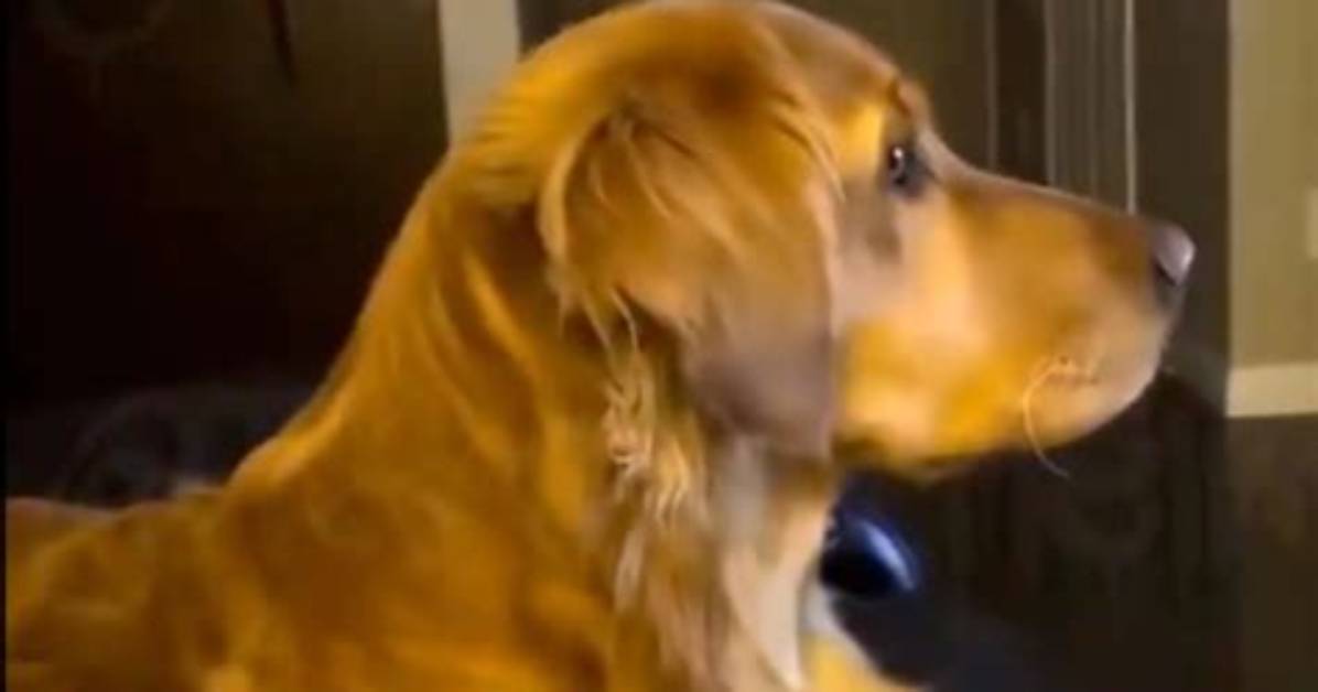 Watch the Viral Golden Retriever